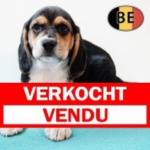 Beagle 310725 M(BE0942) 260925 Verkocht - Vendu.jpg