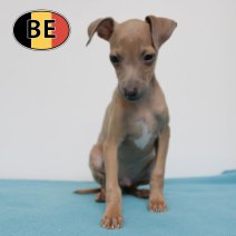 Italiaanse Windhond 020825 M (BE1044) 211025.JPG