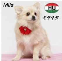 Keesje Mila 050425 F (HU3228) 211025.JPG