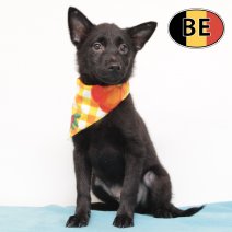 Schipperke 100725 F(BE6761) 211025.JPG