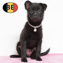 Schipperke 110725 F(BE6560) 211025.JPG