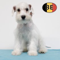 Schnoodle 100725 M(BE0818) 211025.JPG
