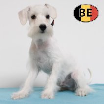 Schnoodle 100725 M(BE0820) 211025.JPG