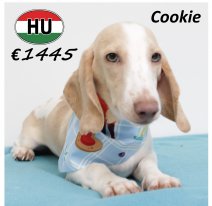 Teckel Cookie 040425 M (HU3270) 211025.JPG