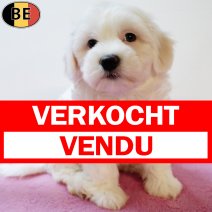 Maltezer 140825 F(BE0769) 111025 verkocht - vendu.jpg