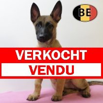 Mechelaar 170825 F (BE1023) 20102025 verkocht - vendu.jpg