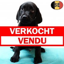 Labrador 160725 M(BE0925) 170925 verkocht - vendu.jpg