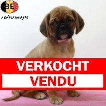 Retro-mops 070725 F(BE5035) 100925 Verkocht - Vendu.jpg