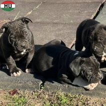 Am. Bully pups (HU) beschikbaar eind november 2025..jpg