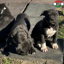 Am. Bully pups (HU) beschikbaar eind november 2025.jpg