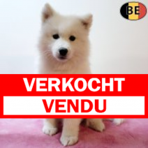 Samojeed 020825 F(BE3948) 031025.verkocht.png
