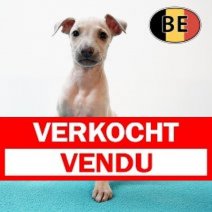 Italiaanse windhond M(BE1192) 11-10-2025 Verkocht - Vendu.jpg