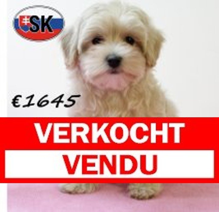 Maltipoo F 180625 (HU1996) 141025 Verkocht - Vendu.jpg
