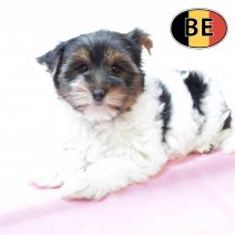 Biewer Yorkshire 210825 F (BE4271) 241025.JPG