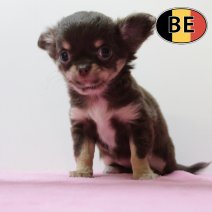 Chihuahua 200825 F (BE4875) 241025.JPG