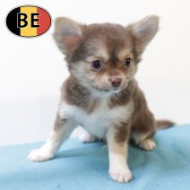Chihuahua 200825 M (BE4056) 241025.JPG