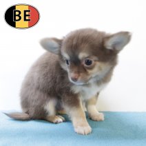 Chihuahua 200825 M (BE4984) 241025.JPG