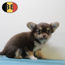 Chihuahua 200825 M (BE5002) 241025.JPG