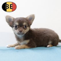 Chihuahua 200825 M (BE5320) 241025.JPG