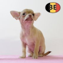Chihuahua 210825 F (BE2462) 241025.JPG