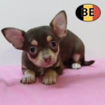 Chihuahua 210825 F (BE5267) 241025.JPG
