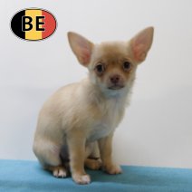Chihuahua 210825 M (BE4736) 241025.JPG