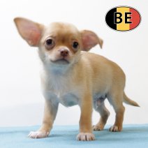 Chihuahua 210825 M (BE5216) 241025.JPG