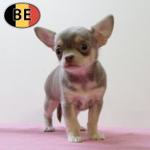 Chihuahua 230825 F (BE5019) 241025.JPG