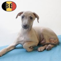 Italiaanse Windhond 190825 M (BE4597) 241025.JPG