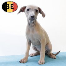 Italiaanse Windhond 190825 M (BE5222) 241025.JPG