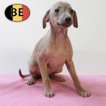 Italiaanse Windhond 250825 M (BE4463) 241025.JPG