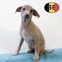 Italiaanse Windhond 250825 M (BE5325) 241025.JPG