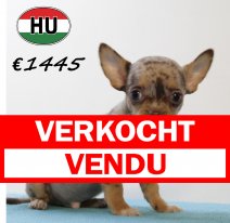 Chihuahua M 220625 (HU1871) 141025 verkocht - vendu.jpg