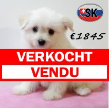 Pomapoo F 240625 (HU8936) 141025 verkocht - vendu.jpg