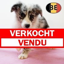 Australische Herder 250725 F (BE4653) 101025 verkocht - vendu.jpg
