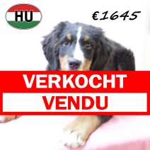 Berner Sennen 260625 F (HU7289) 151025 verkocht - vendu.jpg