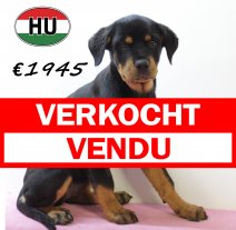 Rottweiler 290625 F (HU3389) 151025 verkocht - vendu.jpg