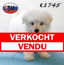 Pomapoo M 240625 (HU8932) 141025 verkocht - vendu.jpg