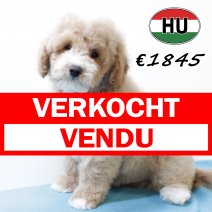 Cockapoo 300625 M (HU7332) 151025 verkocht - vendu.jpg