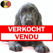 Engelse Cocker 120825 F(BE4504) 151025 verkocht - vendu.jpg
