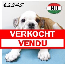 Engelse Bulldog 250625 M (HU3399) 151025 verkocht - vendu.jpg