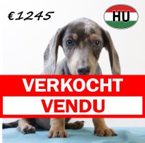 Teckel M 210625 (HU1849) 141025 verkocht - vendu.jpg