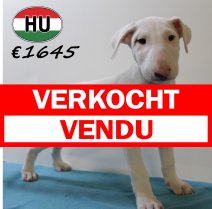 Bull terrier 300625 M (HU7311) 151025 verkocht - vendu.jpg