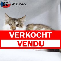 Maine Coon 030625 M(CZ2887) 141025 verkocht - vendu.jpg
