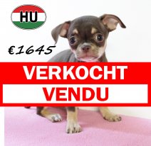 Chihuahua 250625 F (HU7299) 151025 verkocht - vendu.jpg