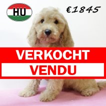 Cockapoo 260625 F (HU7331) 151025 verkocht - vendu.jpg