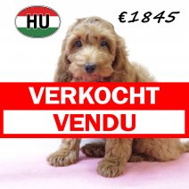 Cockapoo 260625 F (HU7330) 151025 verkocht - vendu.jpg