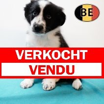 Australische Herder 250725 M (BE4577) 101025 verkocht - vendu.jpg