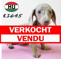 Teckel F 210625 (HU1858) 141025 verkocht - vendu.jpg