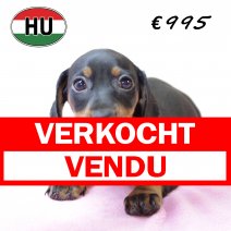 Teckel F 200625 (HU1854) 141025 verkocht - vendu.jpg